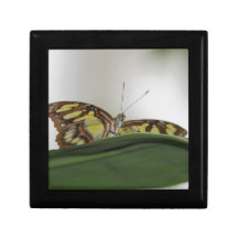 Mariposa Caja De Joyas