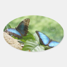 Mariposa Calcomania Óval Personalizadas