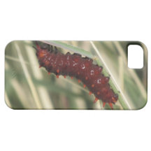Mariposa Caterpillar de Pipevine Swallowtail iPhone 5 Case-Mate Carcasas