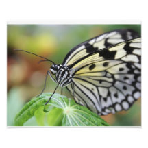 Mariposa Cojinete
