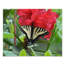 mariposa de 5X7 Swallowtail en un rododendro Fotografias