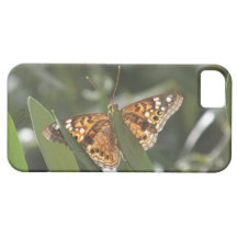 Mariposa de emperador de la almecina iPhone 5 protectores