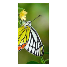 Mariposa de Jezabel (Delias Eucharis) Tarjetas Personales