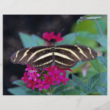 Mariposa de la cebra, charitonius de Heliconius Tarjeta Publicitaria