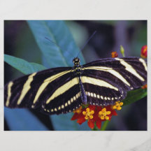 Mariposa de la cebra, charitonius de Heliconius Flyer A Todo Color