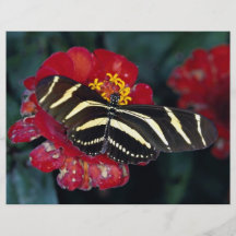 Mariposa de la cebra, charitonius de Heliconius Tarjetas Informativas