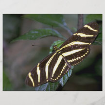 Mariposa de la cebra, Costa Rica Flyer Personalizado