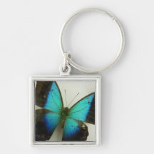 Mariposa de la Florida Llavero