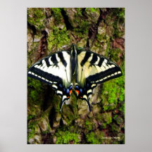 Mariposa de la primavera posters