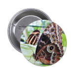 Mariposa de las mariposas pin