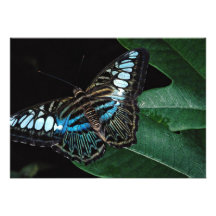 Mariposa de las podadoras, Asia Comunicado