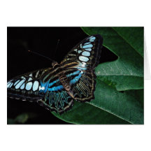Mariposa de las podadoras, Asia Felicitación