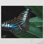 Mariposa de las podadoras, Asia Tarjeta Publicitaria