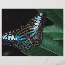 Mariposa de las podadoras, Asia Tarjeta Publicitaria