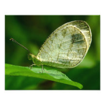 Mariposa de Leptosia Nina de la psique Impresiones Fotográficas