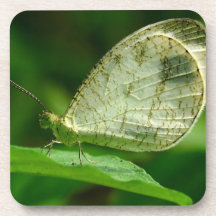 Mariposa de Leptosia Nina de la psique Posavasos De Bebida