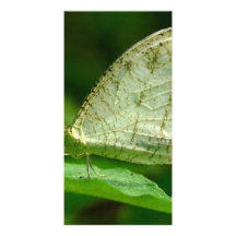 Mariposa de Leptosia Nina de la psique Tarjeta Fotográfica Personalizada