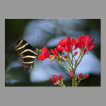 Mariposa de Longwing de la cebra - ACEO 14 tarjetas de negocio