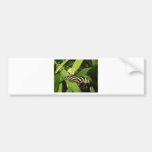 Mariposa de Longwing de la cebra Etiqueta De Parachoque