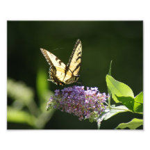 Mariposa de los veranos impresión fotográfica 10 x