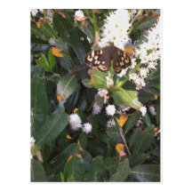 Mariposa de madera manchada postal