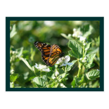 Mariposa de mayo tarjetas postales