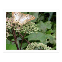Mariposa de Monarach del platino Postal