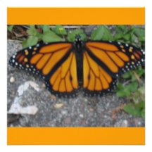 Mariposa de monarca comunicado personal  