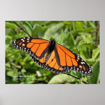 Mariposa de monarca de Cape Cod Posters