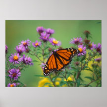 Mariposa de monarca en asteres posters