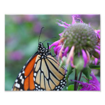 Mariposa de monarca en la impresión de la naturale cojinete
