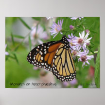 Mariposa de monarca en los asteres (Wildflowers) Posters