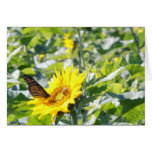 Mariposa de monarca en tarjeta de nota del girasol