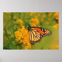 Mariposa de monarca en vara de oro posters