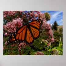 Mariposa de monarca II Poster