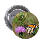 Mariposa de monarca pins