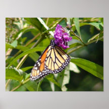 Mariposa de monarca posters