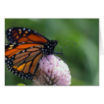 Mariposa de monarca - tarjetas