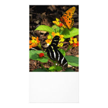 Mariposa de monarca y mariposa de la cebra tarjetas fotograficas 