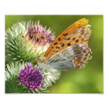 Mariposa de Paphia del Argynnis en la flor de Card Cojinete