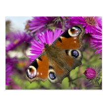 Mariposa de pavo real postales