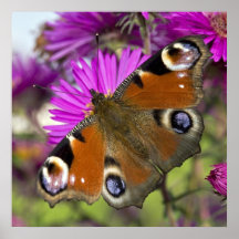 Mariposa de pavo real poster