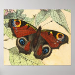 Mariposa de pavo real - poster del arte del vintag