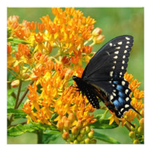 Mariposa de polinización invitaciones personales 