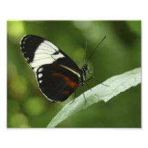Mariposa de Sapho Longwing Arte Fotografico