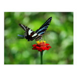 Mariposa de Swallowtail de la cebra en la postal r