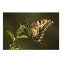 Mariposa de Swallowtail del tigre Fotografía
