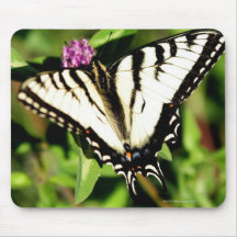 Mariposa de Swallowtail del tigre. Papilio glacus. Alfombrillas De Ratón