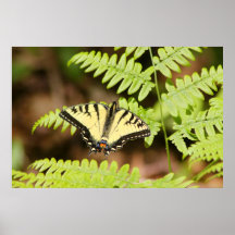 Mariposa de Swallowtail en helecho Poster