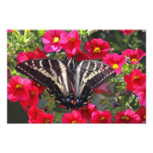 Mariposa de Swallowtail en las flores Fotografias